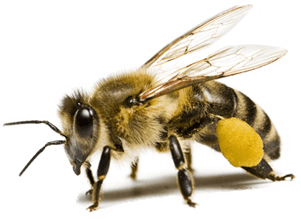 Abeille domestique