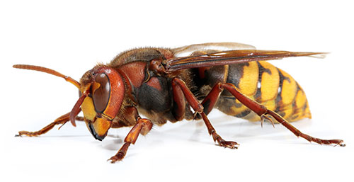 Frelon Européen