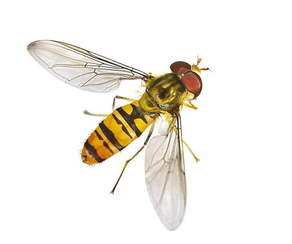 Syrphe